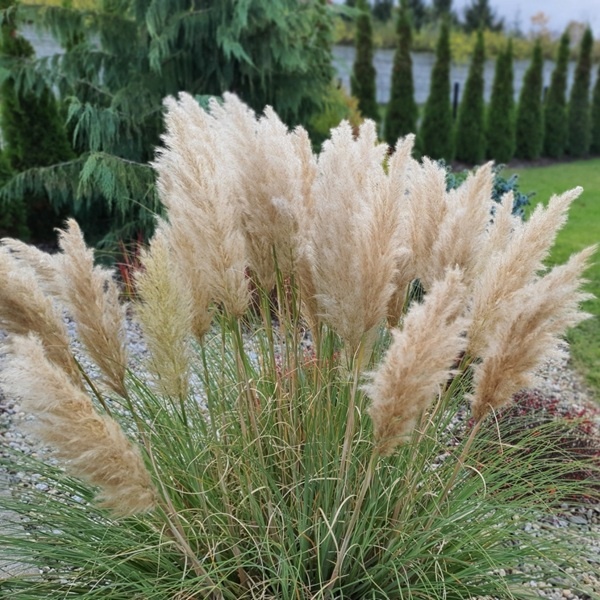 Trawa Pampasowa (Cortaderia Selloana)